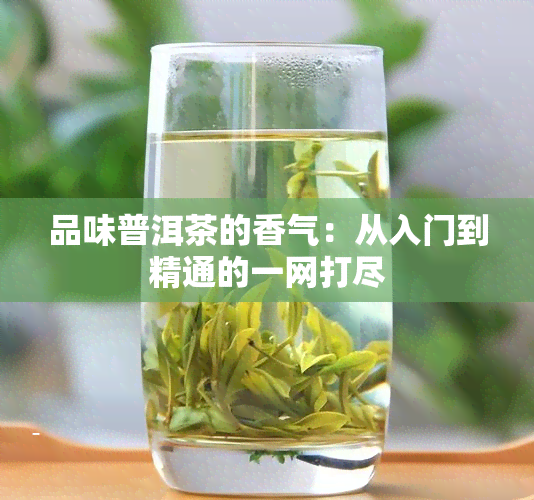 品味普洱茶的香气：从入门到精通的一网打尽