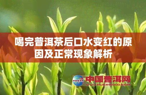 喝完普洱茶后口水变红的原因及正常现象解析