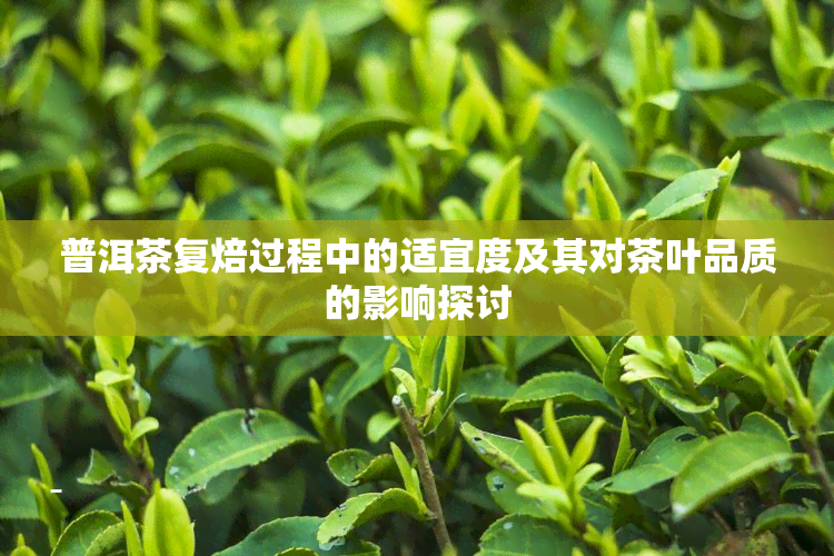 普洱茶复焙过程中的适宜度及其对茶叶品质的影响探讨