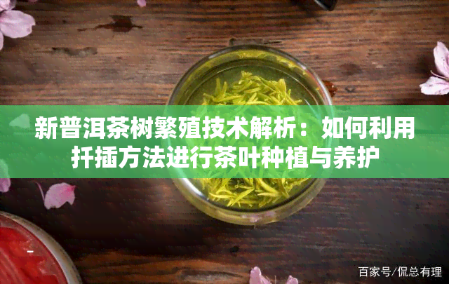 新普洱茶树繁殖技术解析：如何利用扦插方法进行茶叶种植与养护