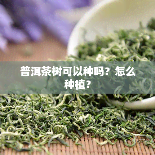 普洱茶树可以种吗？怎么种植？