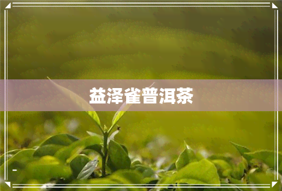 益泽雀普洱茶