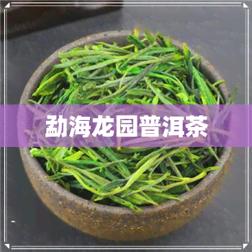 勐海龙园普洱茶