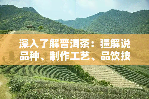 深入了解普洱茶：疆解说品种、制作工艺、品饮技巧与收藏价值