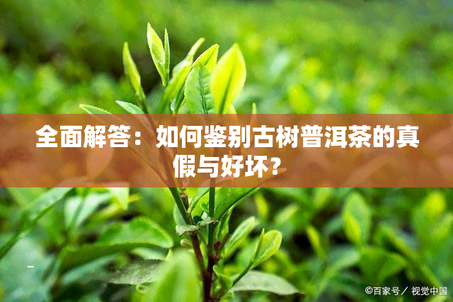 全面解答：如何鉴别古树普洱茶的真假与好坏？