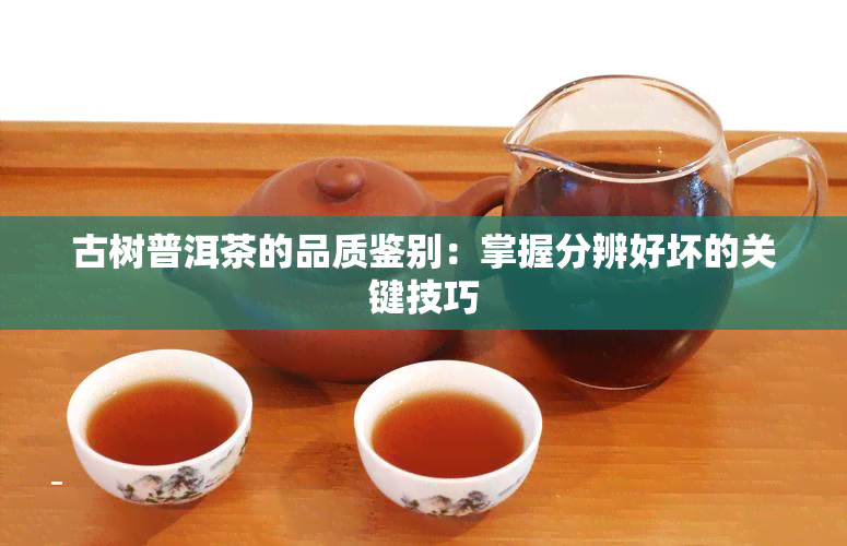 古树普洱茶的品质鉴别：掌握分辨好坏的关键技巧