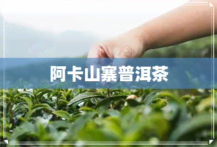 阿卡山寨普洱茶