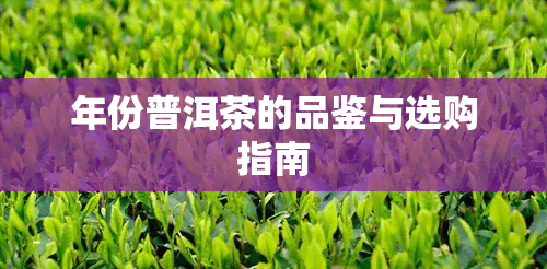 年份普洱茶的品鉴与选购指南