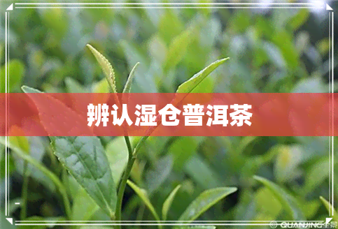 辨认湿仓普洱茶