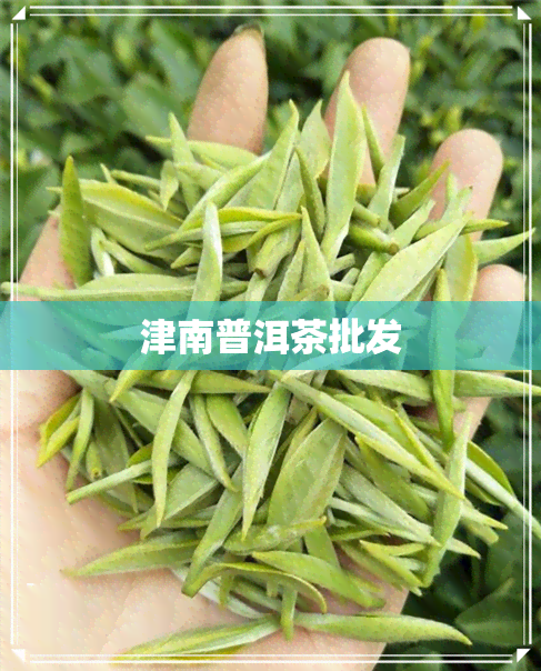 津南普洱茶批发