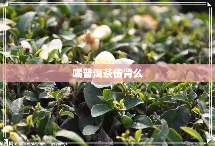 喝普洱茶伤肾么