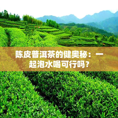 陈皮普洱茶的健奥秘：一起泡水喝可行吗？