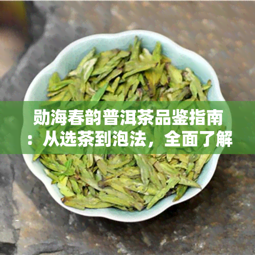 勋海春韵普洱茶品鉴指南：从选茶到泡法，全面了解普洱茶的魅力与技巧