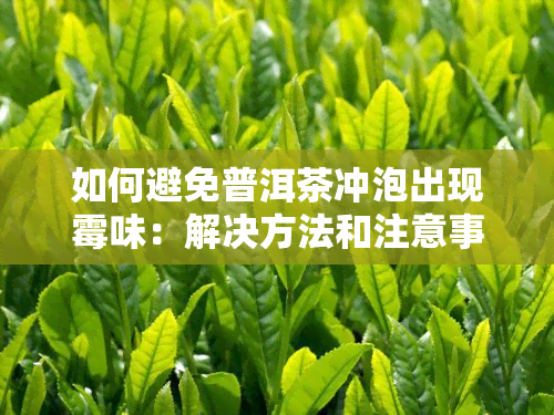 如何避免普洱茶冲泡出现霉味：解决方法和注意事项