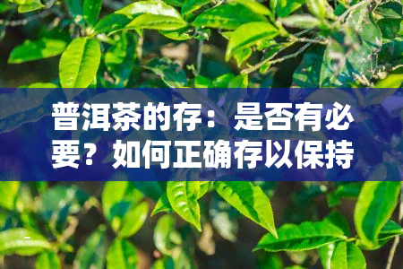 普洱茶的存：是否有必要？如何正确存以保持其品质？