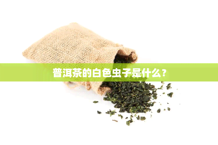 普洱茶的白色虫子是什么？