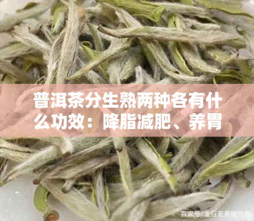 普洱茶分生熟两种各有什么功效：降脂减肥、养胃护肝、抗氧化等。