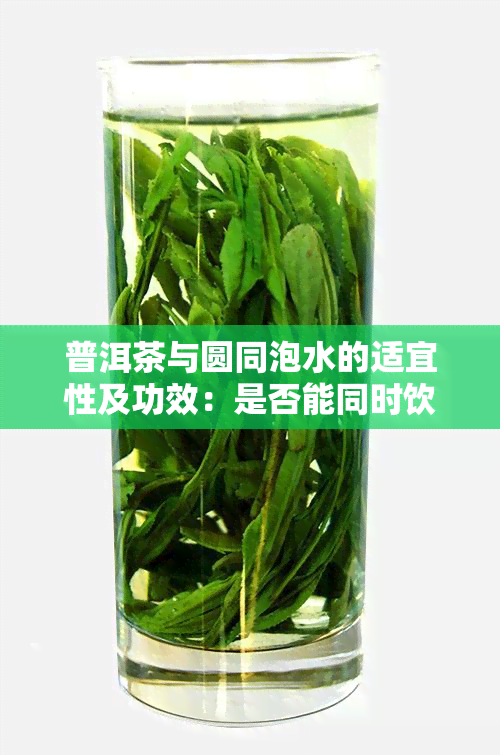 普洱茶与圆同泡水的适宜性及功效：是否能同时饮用，有哪些好处？