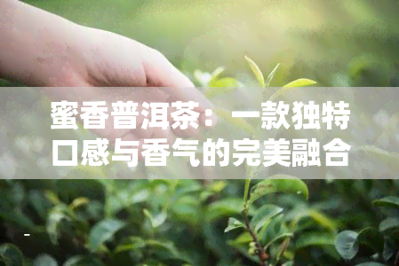 蜜香普洱茶：一款独特口感与香气的完美融合