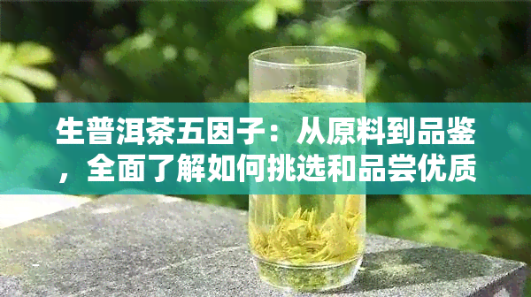 生普洱茶五因子：从原料到品鉴，全面了解如何挑选和品尝优质生普洱茶