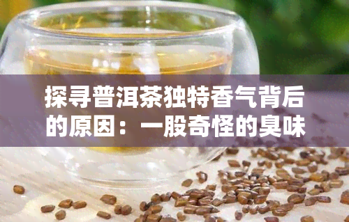 探寻普洱茶独特香气背后的原因：一股奇怪的臭味究竟从何而来？