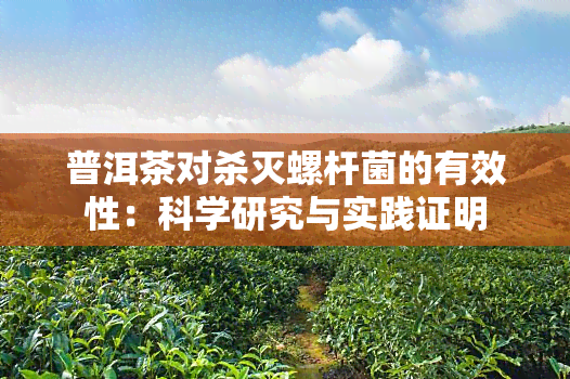 普洱茶对杀灭螺杆菌的有效性：科学研究与实践证明