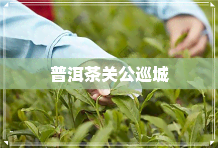 普洱茶关公巡城