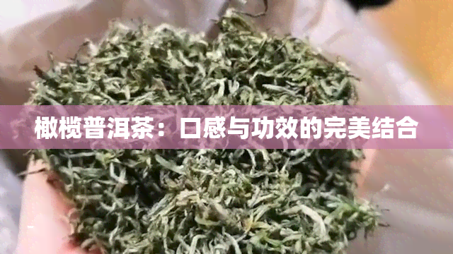 橄榄普洱茶：口感与功效的完美结合