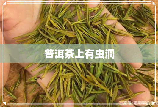 普洱茶上有虫洞