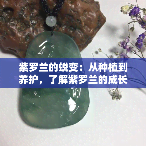 紫罗兰的蜕变：从种植到养护，了解紫罗兰的成长过程及变化