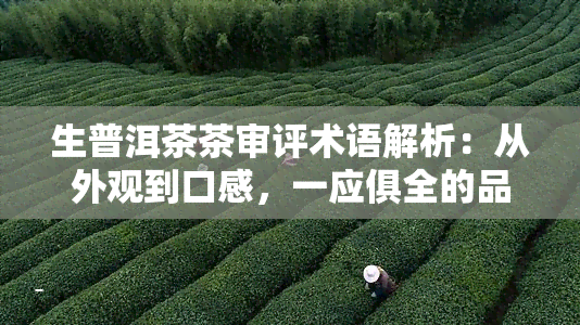 生普洱茶茶审评术语解析：从外观到口感，一应俱全的品鉴指南