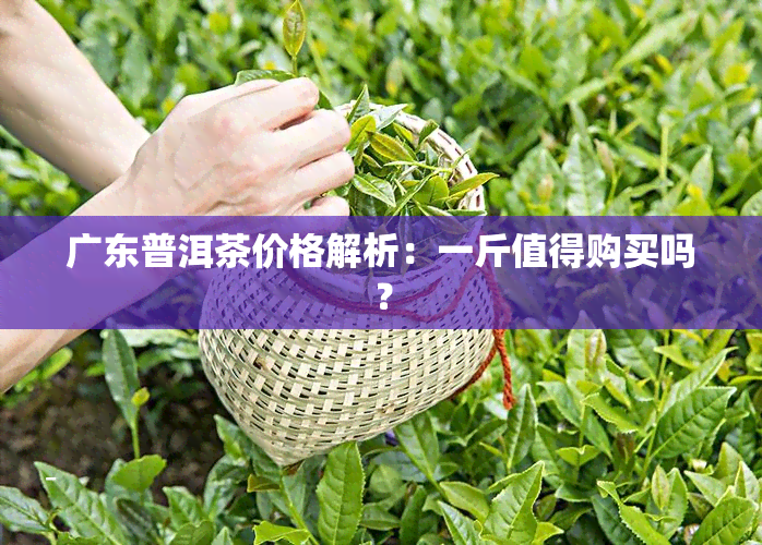 广东普洱茶价格解析：一斤值得购买吗？