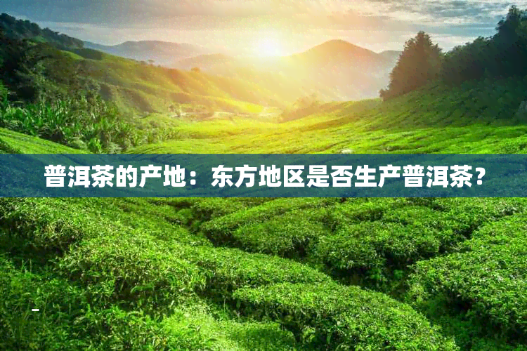 普洱茶的产地：东方地区是否生产普洱茶？