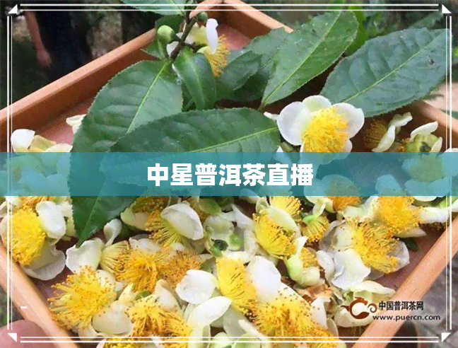 中星普洱茶直播