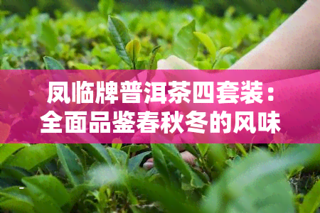 凤临牌普洱茶四套装：全面品鉴春秋冬的风味变化与功效