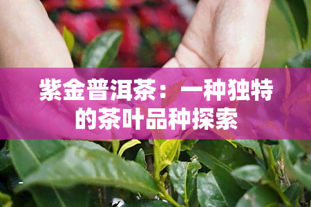 紫金普洱茶：一种独特的茶叶品种探索