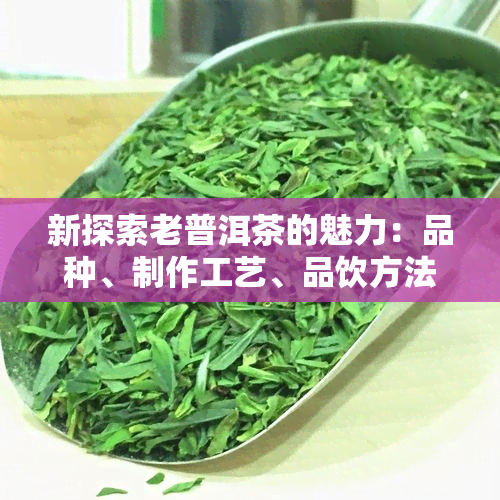 新探索老普洱茶的魅力：品种、制作工艺、品饮方法及健益处全面解析