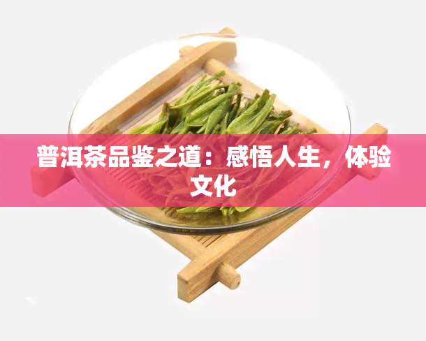 普洱茶品鉴之道：感悟人生，体验文化