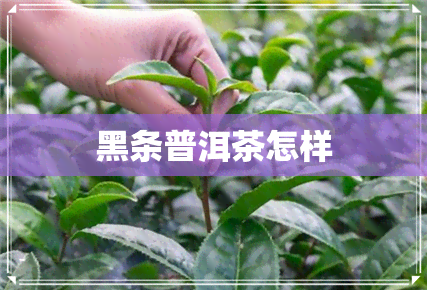 黑条普洱茶怎样