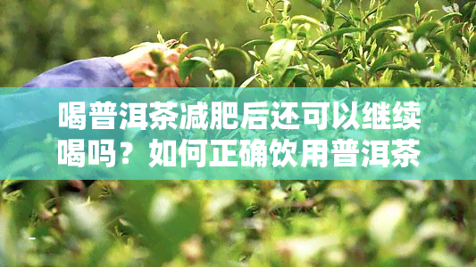 喝普洱茶减肥后还可以继续喝吗？如何正确饮用普洱茶以保持健效果？