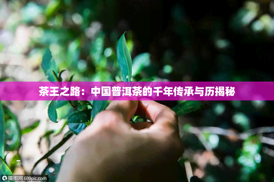 茶王之路：中国普洱茶的千年传承与历揭秘