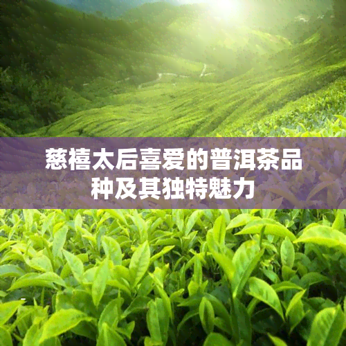 慈禧太后喜爱的普洱茶品种及其独特魅力