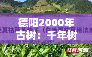 德阳2000年古树：千年树龄的自然宝藏