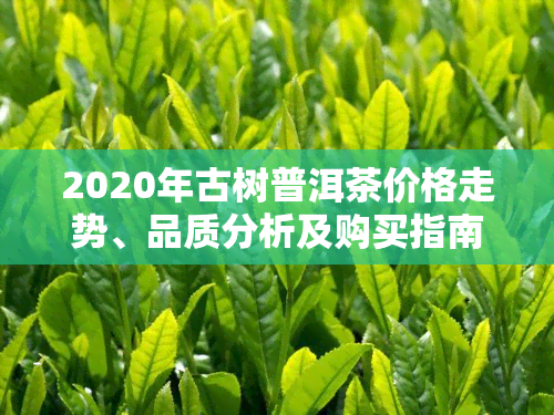 2020年古树普洱茶价格走势、品质分析及购买指南 - 全面了解普洱茶市场