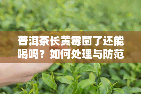 普洱茶长黄霉菌了还能喝吗？如何处理与防范？