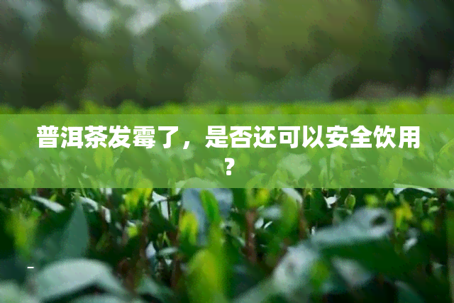 普洱茶发霉了，是否还可以安全饮用？