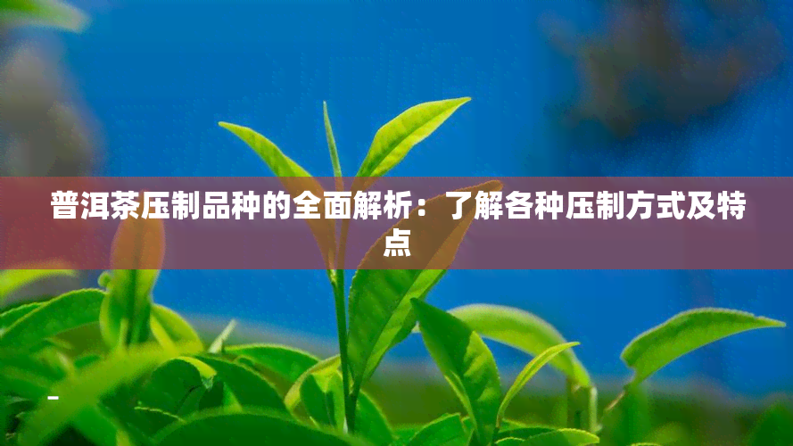 普洱茶压制品种的全面解析：了解各种压制方式及特点