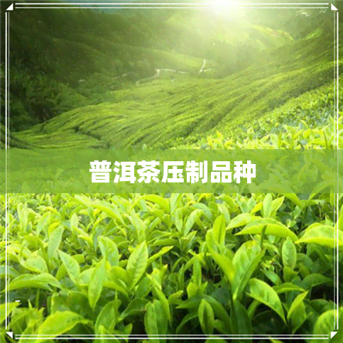 普洱茶压制品种