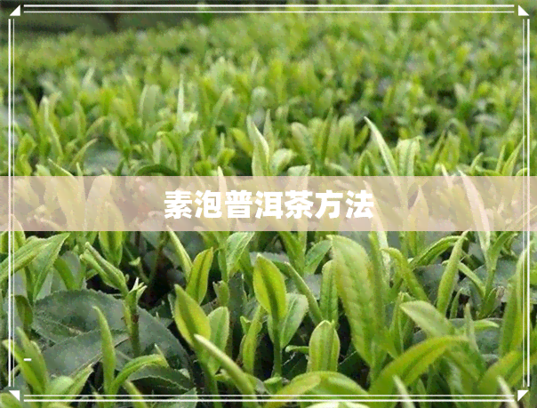 素泡普洱茶方法