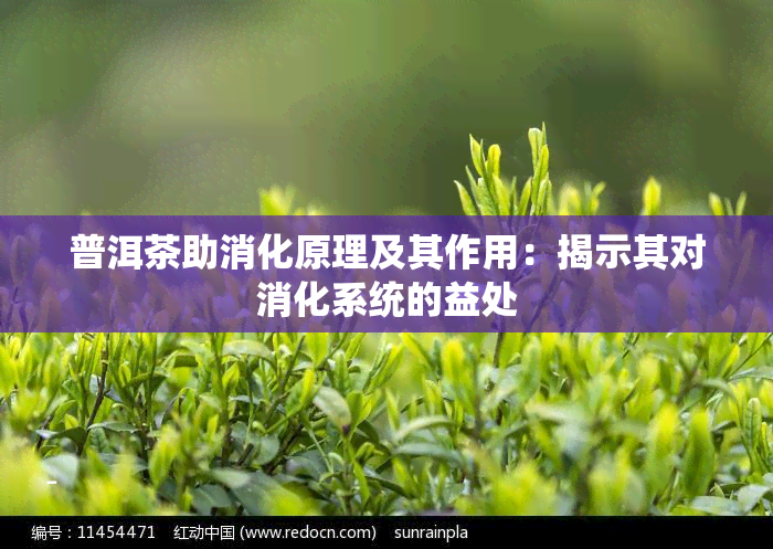 普洱茶助消化原理及其作用：揭示其对消化系统的益处